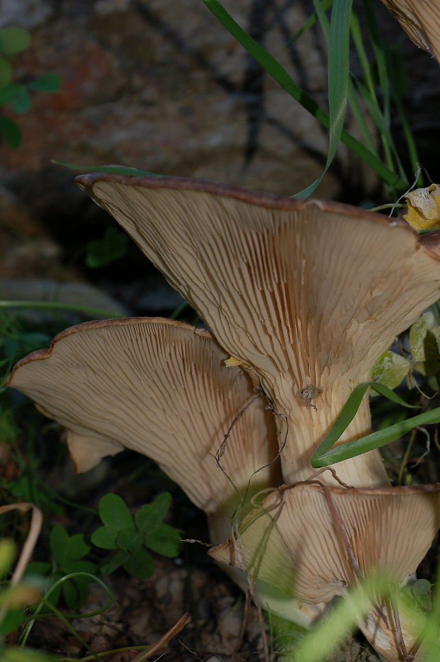 Pleurotus eryngii?